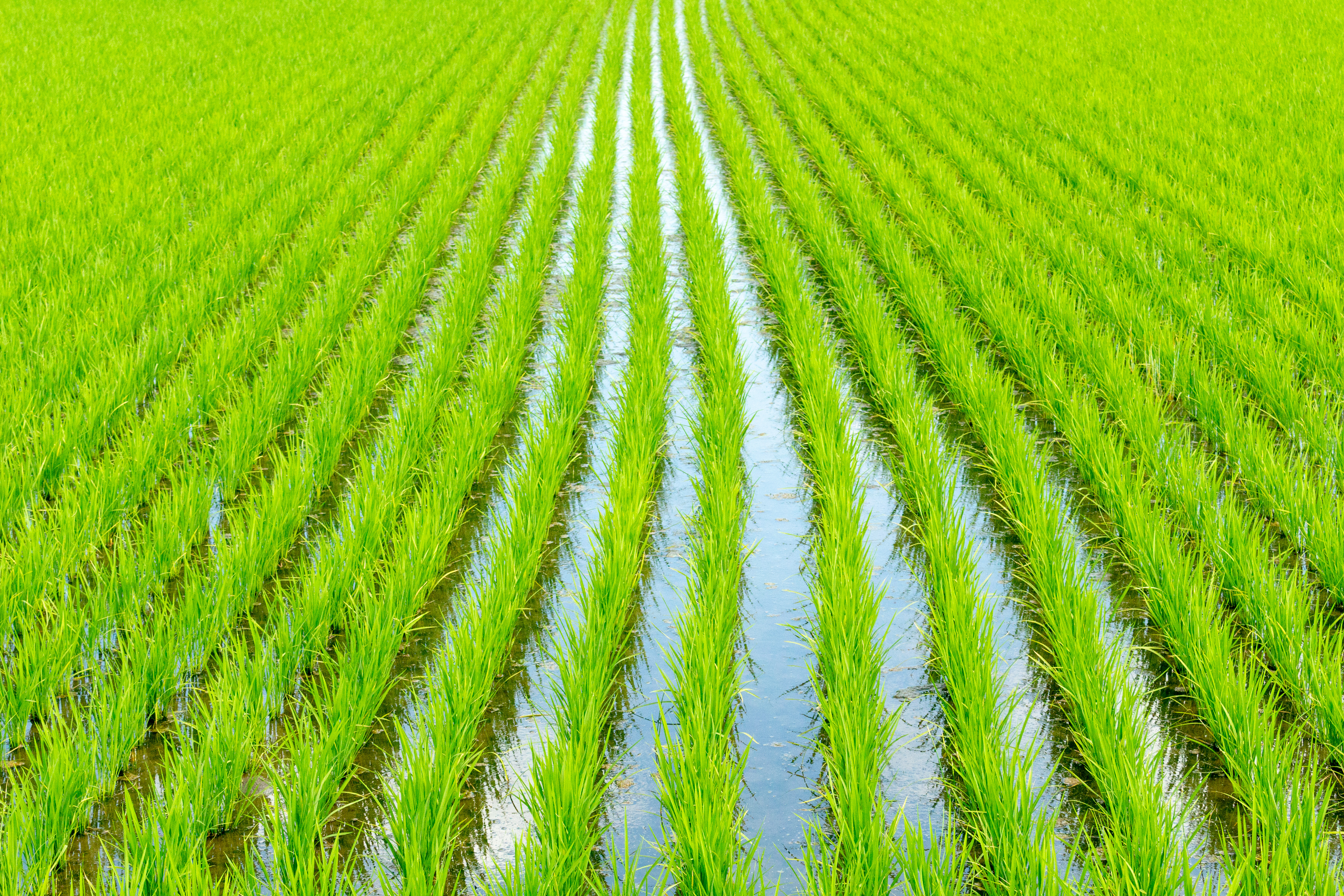 大規模生産